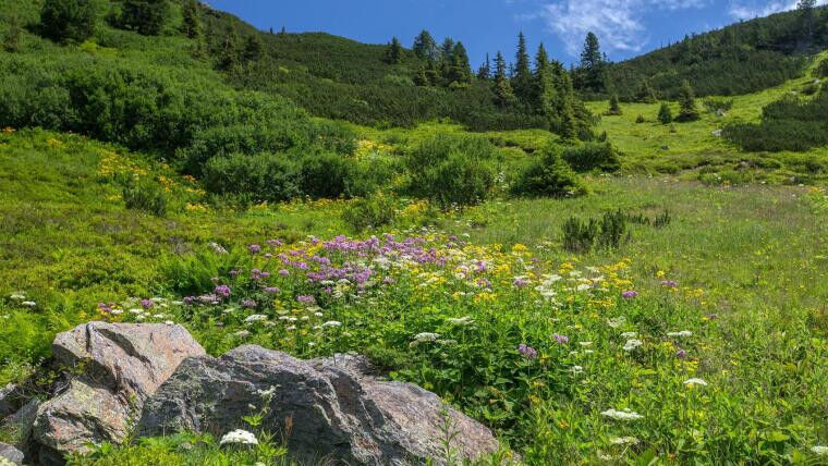 Umwelt - In Höhenlagen reagierten Pflanzengemeinschaft am schnellsten auf die Erwärmung. Foto: Gernot Kunz Umwelt